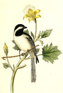 Black-Capped Chickadee