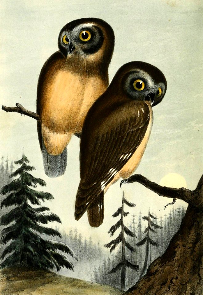 Northern Saw-Whet Owl