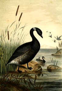 Black Brant