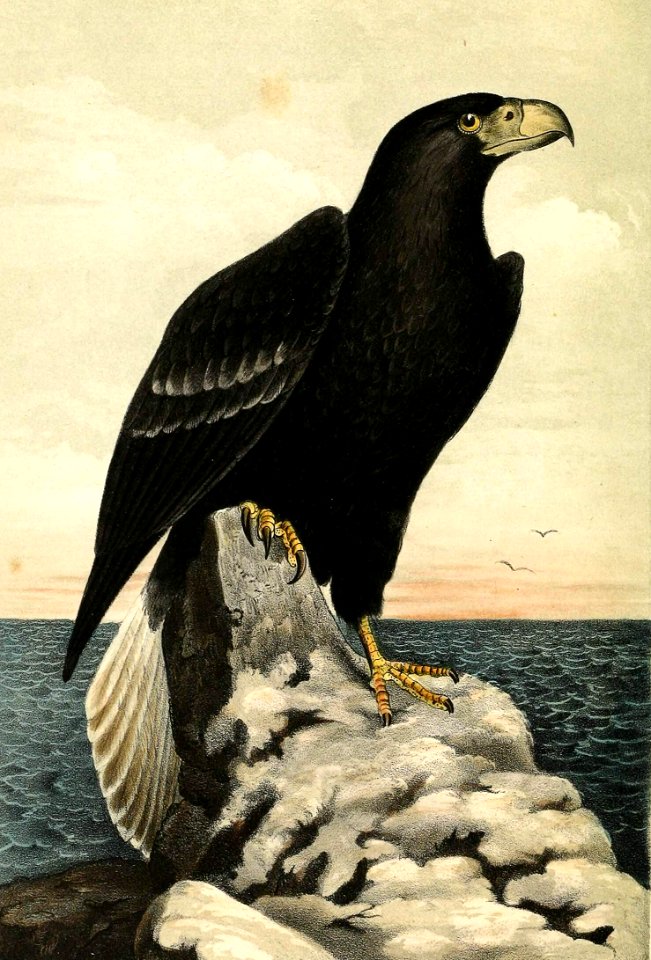 Steller’s Sea Eagle