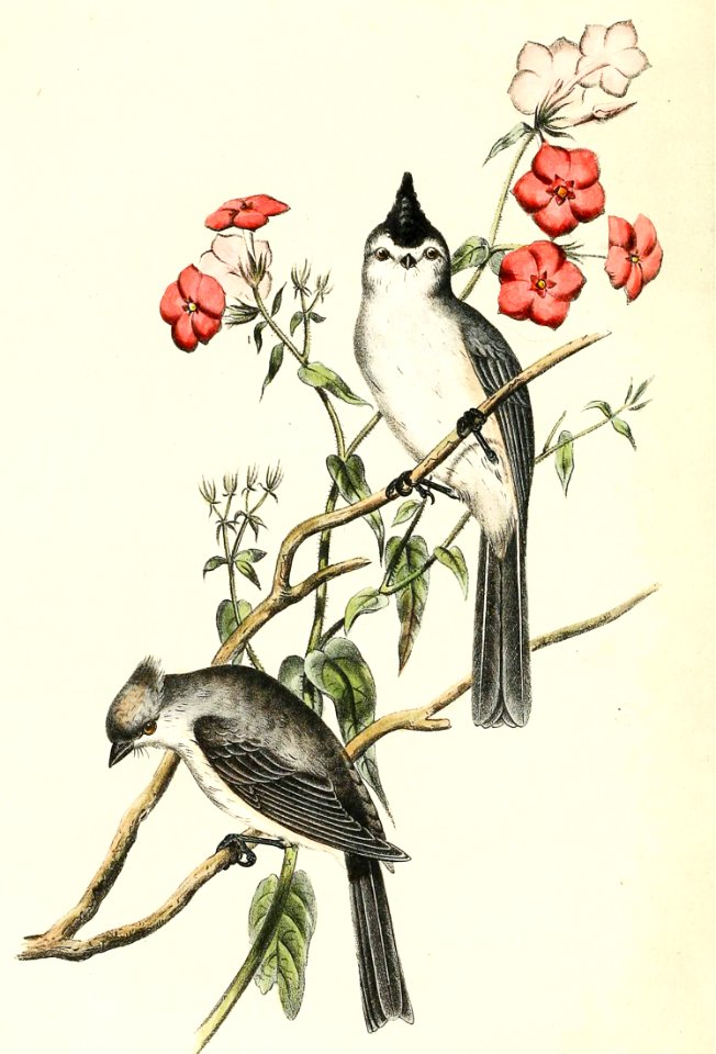 Black-Crested Titmouse