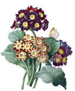 Primula auricula