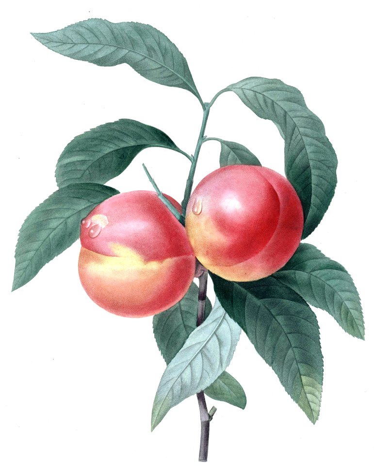 Smooth Peaches