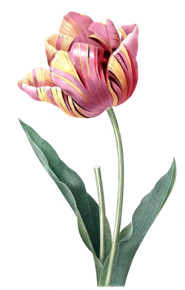 Cultivated Tulip