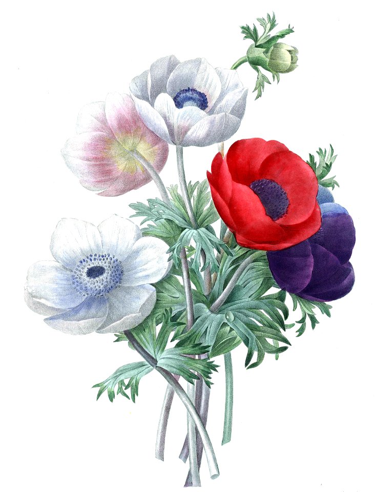 Anemone coronaria