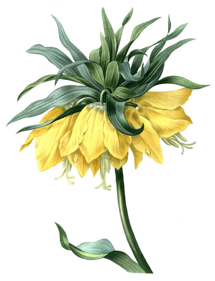 Fritillaria imperialis