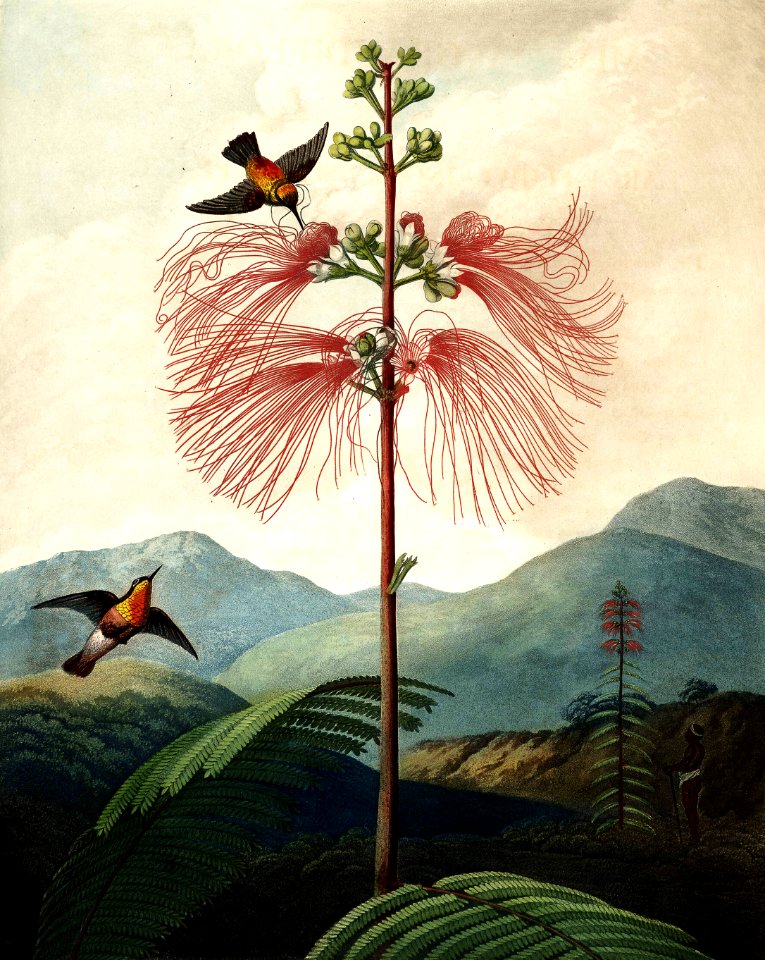 Calliandra houstoniana