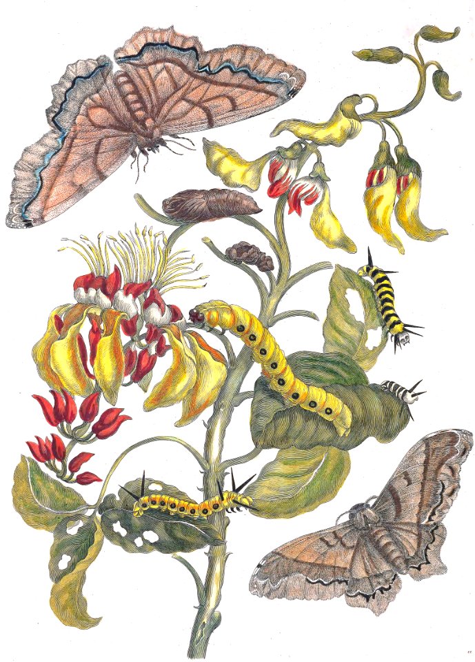 Giant Silk Moths and Purple Coraltree