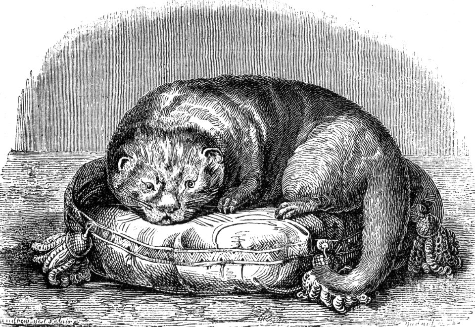 King John III Sobieski’s Otter