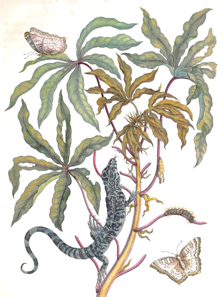 Cassava, White Peacock Butterflies, and Lizard