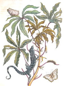 Cassava, White Peacock Butterflies, and Lizard