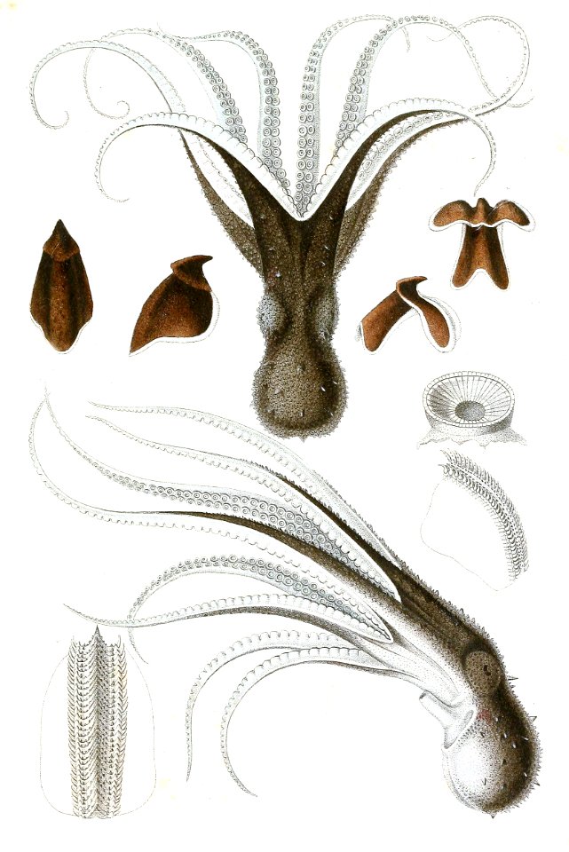 Octopus vulgaris
