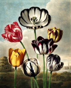 Tulips. Free illustration for personal and commercial use.