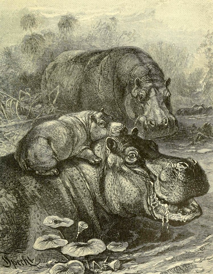 Hippopotamus