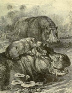 Hippopotamus