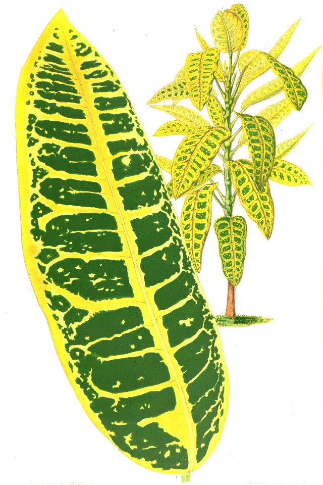Codiaeum variegatum