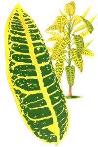 Codiaeum variegatum. Free illustration for personal and commercial use.