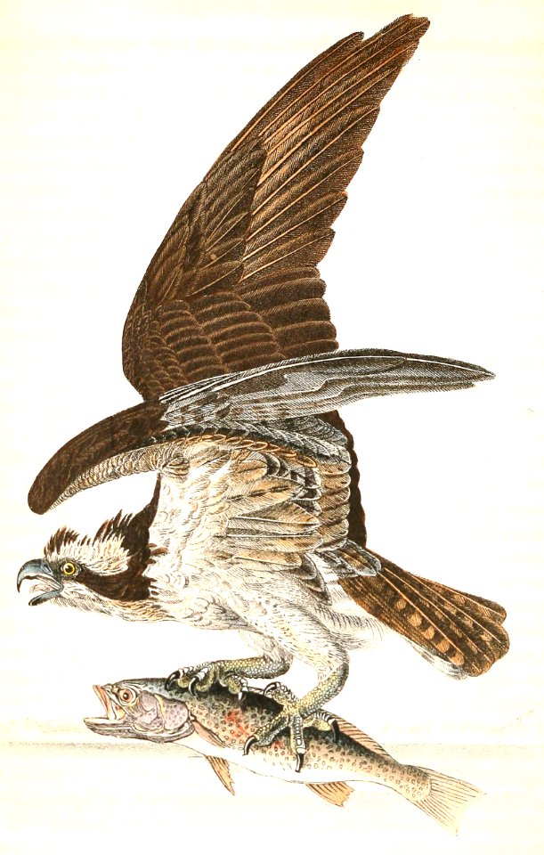 Osprey