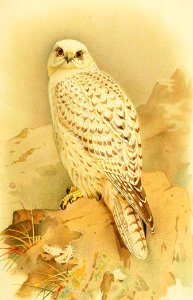 Greenland Gyrfalcon