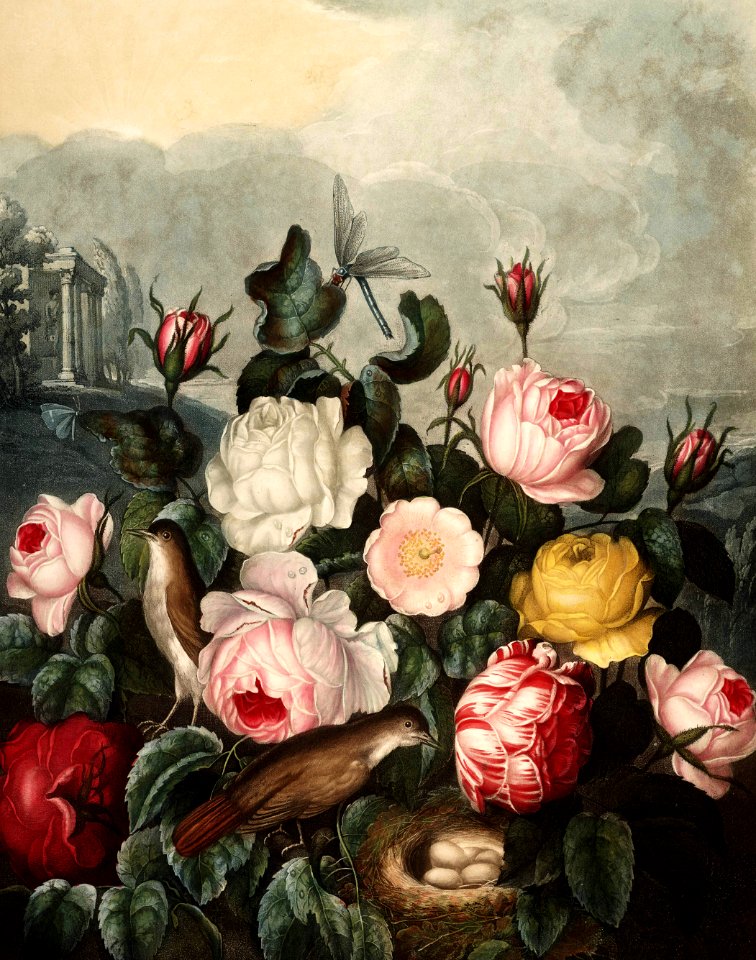 Roses