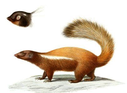 Humboldt’s Hog-Nosed Skunk