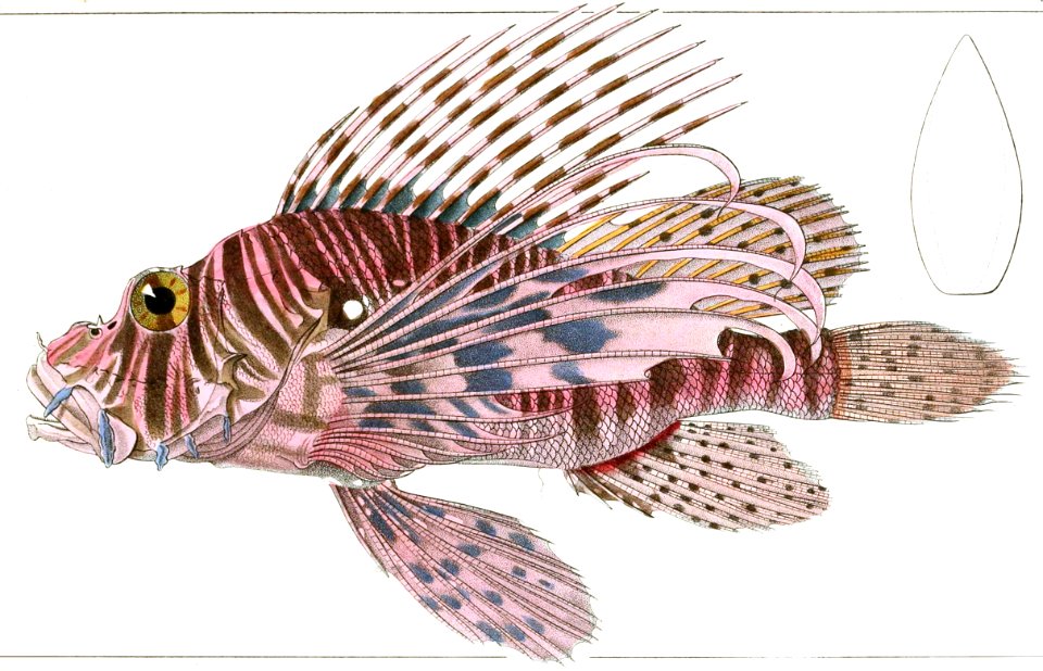 Red Lionfish