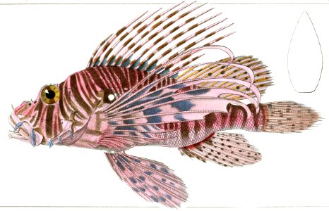 Red Lionfish. Free illustration for personal and commercial use.