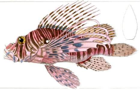 Red Lionfish