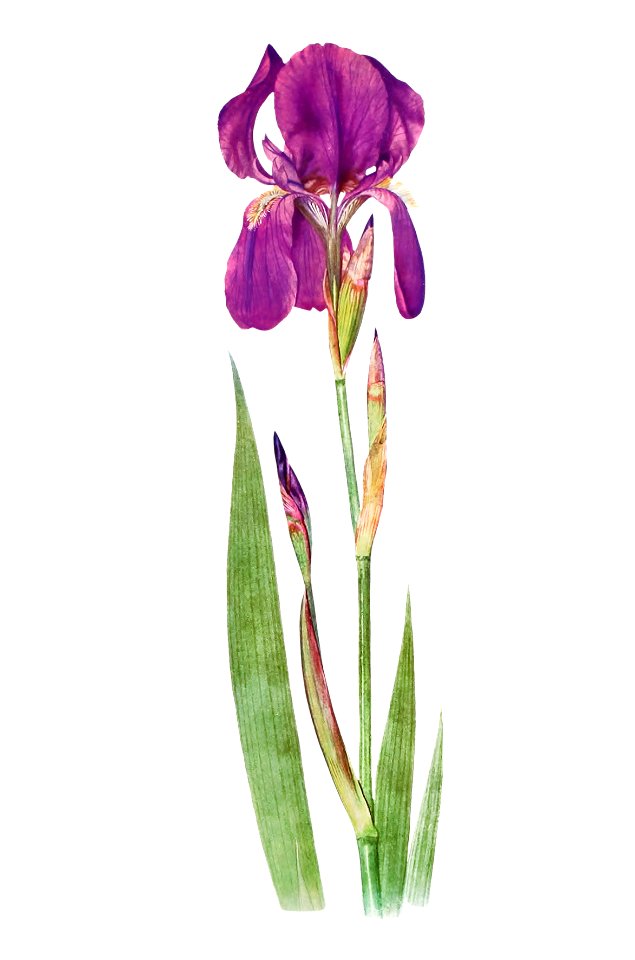 Iris Kochii from The genus Iris by William Rickatson Dykes (1877-1925). Digitally enhanced by rawpixel