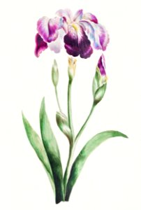 Japanese Iris (Large Blue Iris) (1809) by John Edwards.