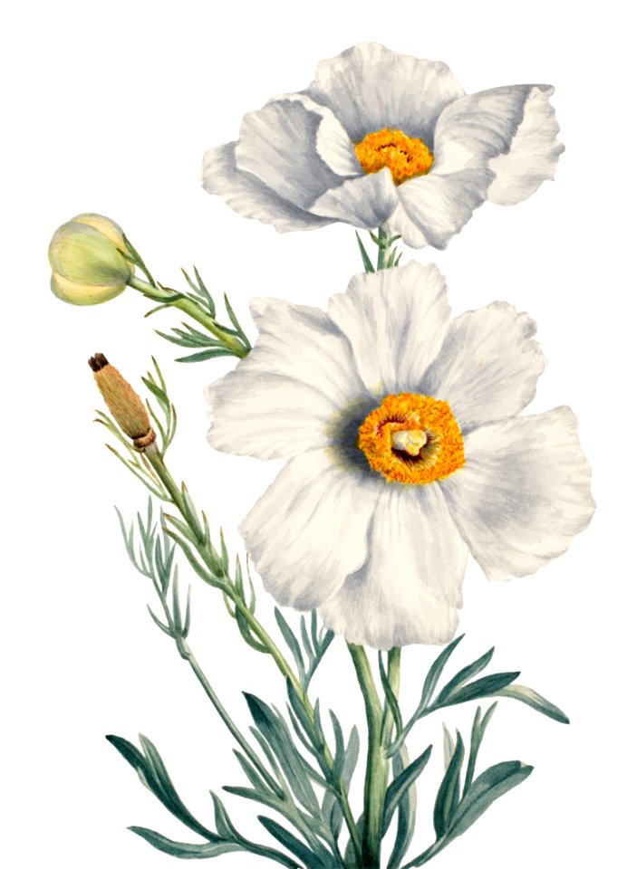 Matilija Poppy (Romneya coulteri) (1931) by Mary Vaux Walcott.