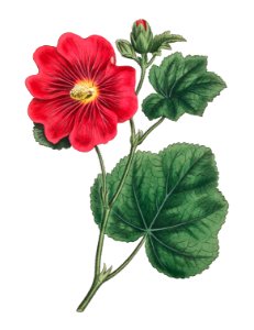 Seringapatam A Hollyhock (Alcea Rosea) (1815) Image from The Botanical Magazine or Flower Garden Displayed by Francis Sansom.. Free illustration for personal and commercial use.