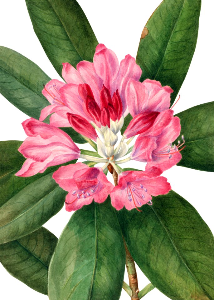 Mountain Rose Bay (Rhododendron catawbiense) (1932) by Mary Vaux Walcott.