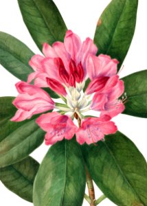 Mountain Rose Bay (Rhododendron catawbiense) (1932) by Mary Vaux Walcott.. Free illustration for personal and commercial use.