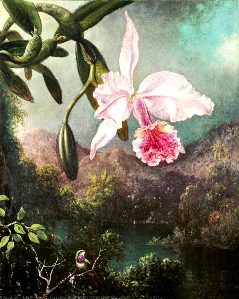 Orchid Blossoms (1873) by Martin Johnson Heade.
