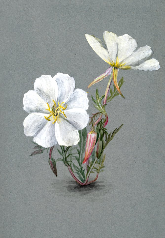 Giant Helleborine (Epipactia gigantea) (1880) by Mary Vaux Walcott.
