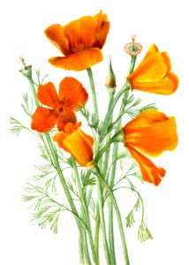 California Poppy (Eschscholtzia californica) (1935) by Mary Vaux Walcott.. Free illustration for personal and commercial use.