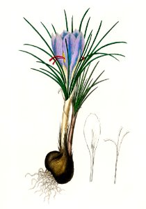 Saffron crocus (Crocus sativus) illustration from Medical Botany (1836) by John Stephenson and James Morss Churchill.