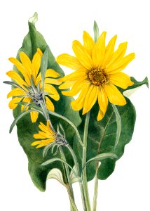 Balsamroot (Balsamorhiza sagittata) (1923) by Mary Vaux Walcott.. Free illustration for personal and commercial use.