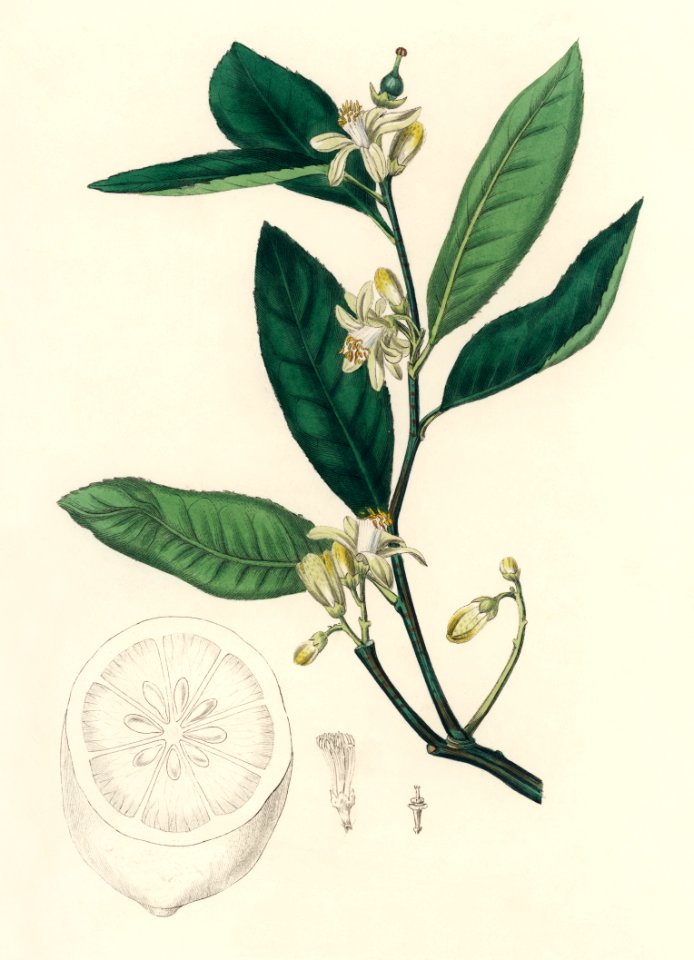 Citron (Citrus medica) illustration from Medical Botany (1836) by John Stephenson and James Morss Churchill.