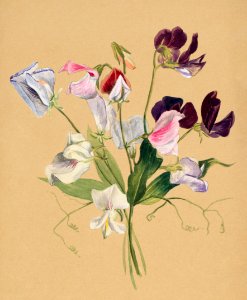 Flower Study (1886) by Mary Vaux Walcott.. Free illustration for personal and commercial use.
