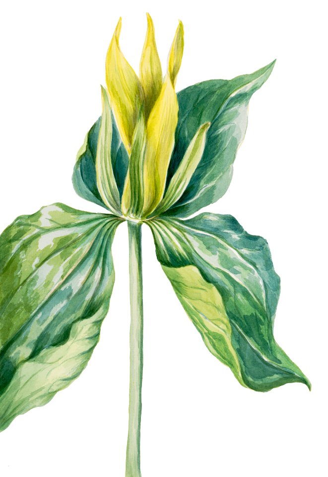 Wake-Robin (Trillium underwoodii) (1937) by Mary Vaux Walcott.. Free illustration for personal and commercial use.