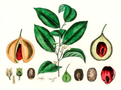 Nutmeg (Myristica moschata) illustration from Medical Botany (1836) by John Stephenson and James Morss Churchill.