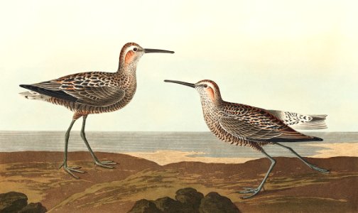 Long-legged Sandpiper from Birds of America (1827) by John James Audubon, etched by William Home Lizars.
