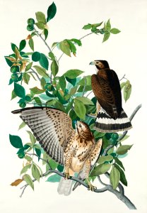 Broad-winged Hawk from Birds of America (1827) by John James Audubon, etched by William Home Lizars.. Free illustration for personal and commercial use.