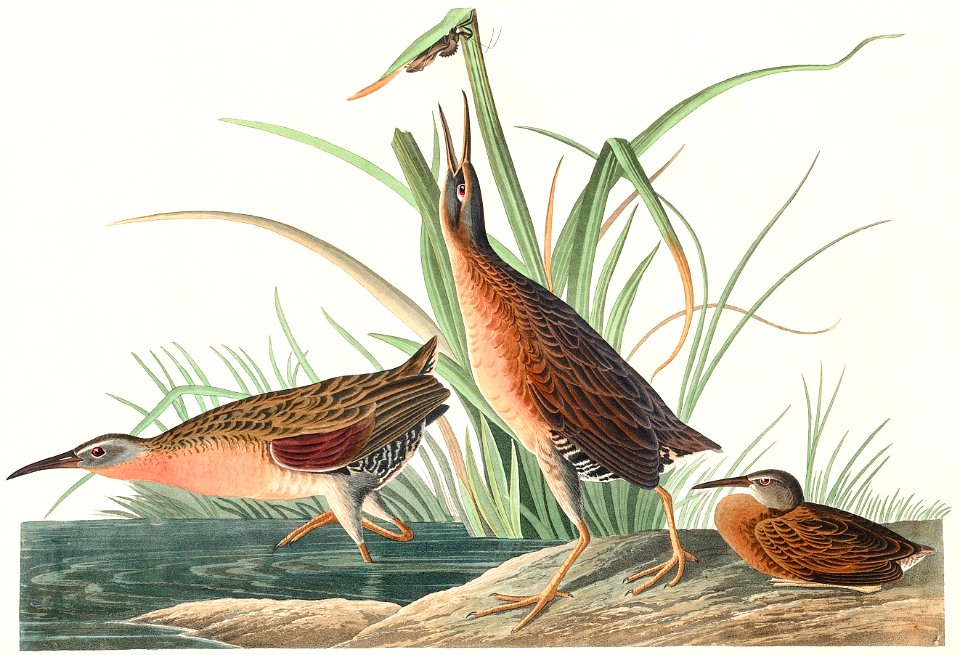 Virginia Rail from Birds of America (1827) by John James Audubon, etched by William Home Lizars.