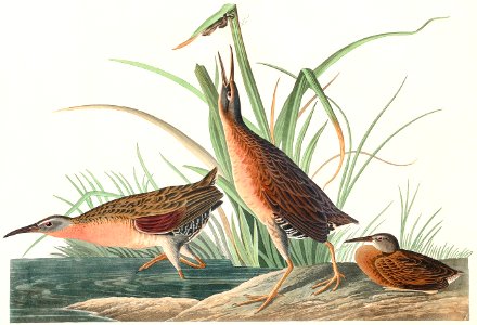Virginia Rail from Birds of America (1827) by John James Audubon, etched by William Home Lizars.. Free illustration for personal and commercial use.