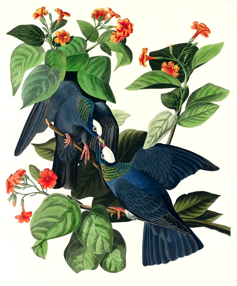 White-crowned Pigeon from Birds of America (1827) by John James Audubon, etched by William Home Lizars.