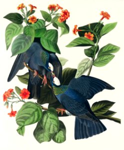 White-crowned Pigeon from Birds of America (1827) by John James Audubon, etched by William Home Lizars.