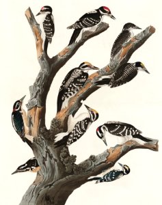 Maria's Woodpecker from Birds of America (1827) by John James Audubon (1785 - 1851 ), etched by Robert Havell (1793 - 1878).. Free illustration for personal and commercial use.